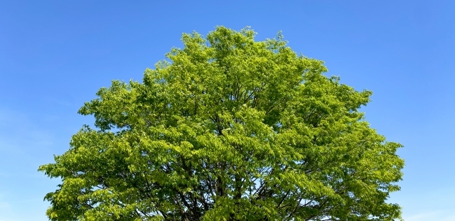 Grapefruit slice atop a pile of other slices